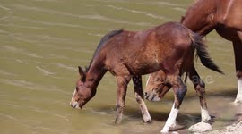 Thirsty wild mustangs get a drink at lake in Nevada