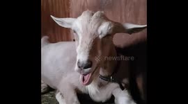 Brian the tired goat strikes again