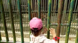 holiday meet three-legged tiger