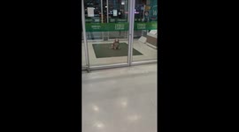 Beagle Waits For Owner To Finish Shopping