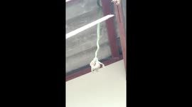 Greedy snake bikes off more than it can chew and is left hanging with a huge frog in its mouth