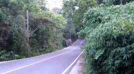 Elephant Ambles Across The Road