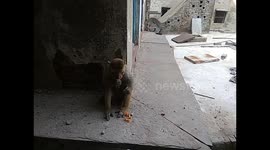 Monkey