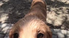 Golden retriever puppy splashed in water