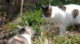 Cat Fight - Funny Cats Video 4K Ultra HD
