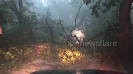 Massive storm knocks down trees