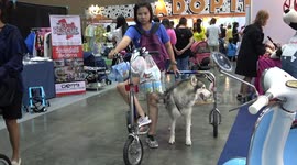 Pet Husky Pulls Owner On Tricycle