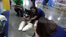 Alaskan Malamute Gets All The Attention