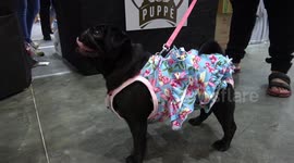 Black Pug In Pink Floral Dress