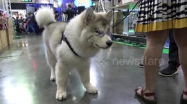 Husky In Purple John Lennon Sunglasses