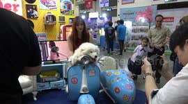 White Samoyed Dogs On Blue Vespa Scooter