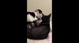 Cat parents argue while the baby sits in the middle