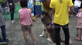 Touchy Pet Pooches Fight At Dog Training Event
