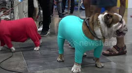 Pampered Pet Dogs Dress Up For Show