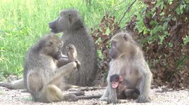 Baby baboon plays while mum grooms dad, before foiling a kidnap attempt