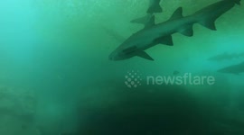 Scuba Diving with 7+ Grey Nurse Sharks in NSW Australia!