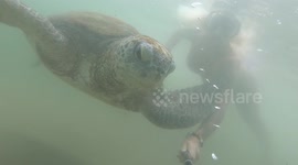 Swimming with a turtle in Sri Lanka