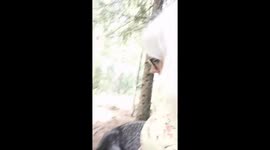 Feeding a Silver fox