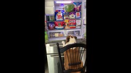 When your dog restocks your refrigerator.