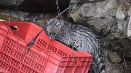 Rescue workers in India pull civet cat out of 35ft-deep well in marathon rescue operation