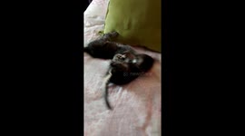 MIS GATITOS CACHORROS PELIANDO