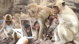 Monkeys admire themselves in a mirror