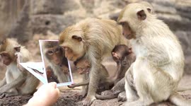 Families of monkeys admire themselves after being handed mirrors in Thailand's Lopburi
