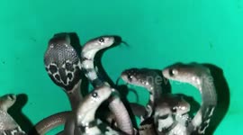Indian forest officials rescue 15 baby king cobras from electrical shop