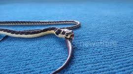 Stomach-churning moment king cobra swallows a baby snake