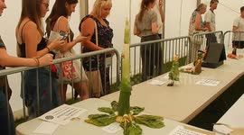 One Small Cress For Man OIne Giant Leek For Mankind