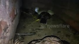 King cobra raid a chicken den & killed 4 Hen & swolled 1 hen & regurgitates one hen in southern East India.