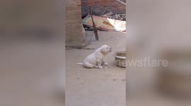 Tiny puppy imitates rooster crowing in China's Pei county
