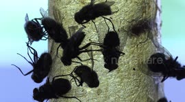 Like a scene in a horror movie dozens of house flies struggle to escape a glue trap after being caught on it's super sticky surface