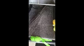 Eddie the miniature dachshund gets into his sleeping bag mimicking a caterpillar