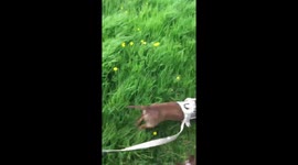 Chasing wabbits