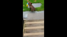 Eddie the miniature dachshund goes fishing