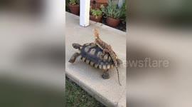 Bearded dragon rides 'best friend' tortoise in cute display of friendship
