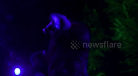 Maulwürfe rock band live show