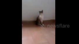 Gatinha Beatriz brincando