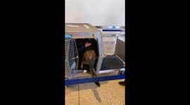 Woman comforts anxious dog by showing airport cage isn't so scary