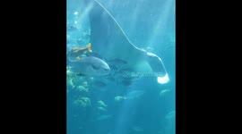 Keko the 1000lb manta ray swoops through aquarium with shoal of fish under his wings