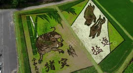 Japan rice paddy art celebrates new imperial era of Reiwa