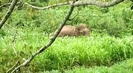 Watch: Wild elephant charges at people, chases them off, topples jeep of forest officials in southern India
