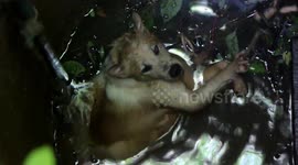 Hapless pet dog rescued from near-drowning in Thai deep well