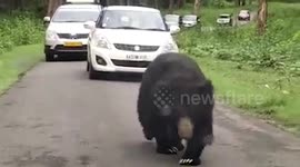 Watch: Sloth bear strolls unperturbed ahead of trail of cars in southern India