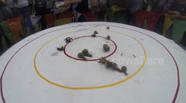Thrilling World Snail Racing Championship leaves trail of excitement in Norfolk
