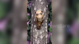 Incredible time-lapse footage of cicada's metamorphosis in China's Xingtai