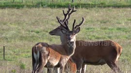 Majestic Red Deer Stags with velvet antlers near the river Dee in the Cairngorms, Scotland July 2019