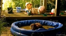 Hoot tub! UK owl cools off in kids pool