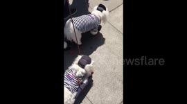 Poodles in matching outfits pulled on skateboards in San Fransisco